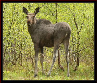 Elch Weibchen / Female Elk (Moose), Russelvdalen