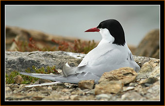 Kstenseeschwalbe auf dem Nest / Arctic Tern nesting,, Skibotn