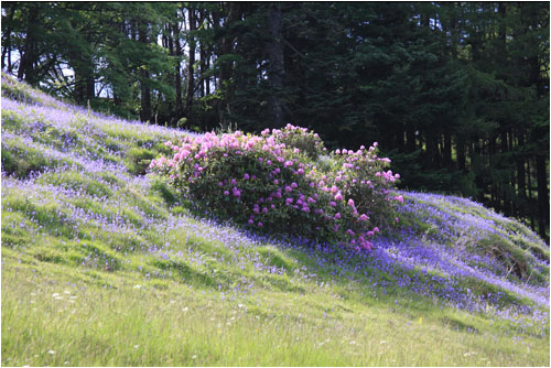 Rhododendronbsche und Blauglckchen / Rhodedendrons and bluebells Mull