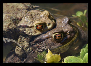 Krtenpaarung / Mating Toads