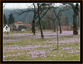 Zavelstein, Krokusblte / Crocuses 