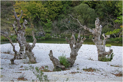 Bäume am Fluss Drino / Trees by River Drino 