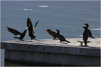 Zwergscharben am Kleinen Prespasee / Pygmy Cormorants, Small Prespa Lake 