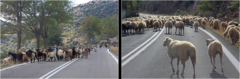 Ziegen und Scahfe auf der Straße / Goats and sheep on the road