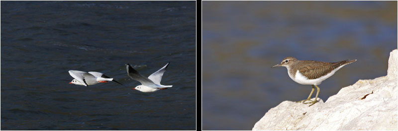 Lachmöwen (li), Flußuferläufer (re) / Black-headed Gulls (l), Common Sandpiper (r)