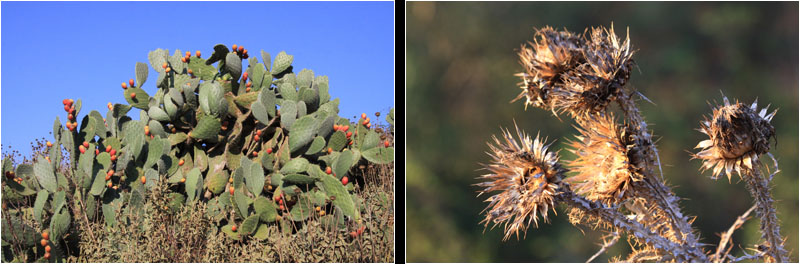 Kaktusfeigen (li), Disteln (re) / Cactus pear (l), Thistle (r)