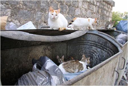 Katzen bewohnen die Mülltonne / Cats live in the rubbish container