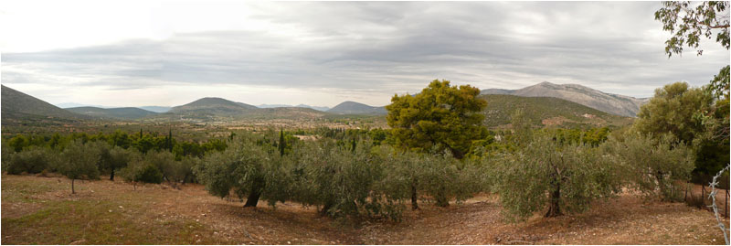 Olivenbaüme / Olive trees