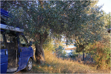 Campingbus und Olivenbaum / Camper and olive tree