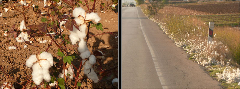 Baumwolleanbau / Cotton cultivation
