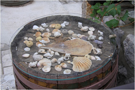 Verschiedene Muschelarten werden auf einem Faßdeckel ausgestellt / Various shell types displayed on the top of a barrel