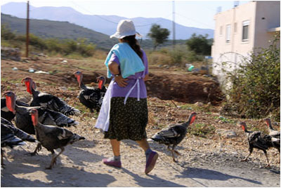 Truthahn-Hirtin / Herdswoman with turkeys