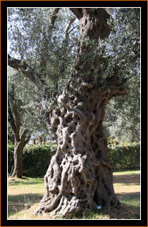 1000-jähriger Olivenbaum, Utjeha / 1000 year-old olive tree, Utjeha