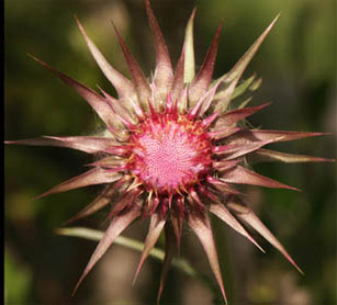 Anklicken zum Vergrern / Click to enlarge