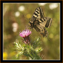 Plitvice, Schwalbenschwanz / Swallowtail