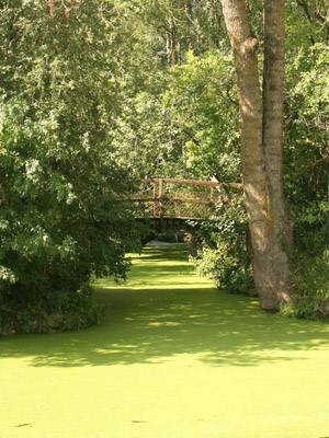 Green water