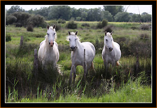 Pferde  Ponies Camargue