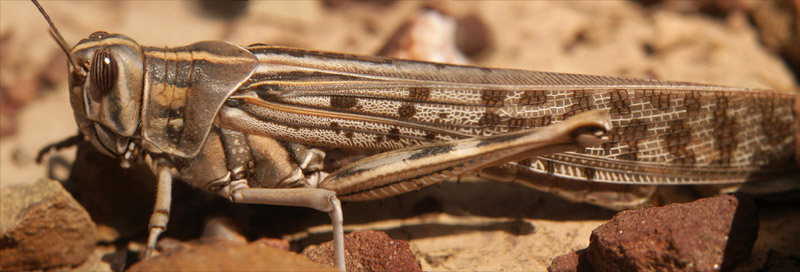 Anklicken zum Vergrern / Click for larger picture. Grasshopper  Panorama  Algarve 5.2005