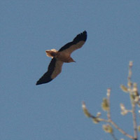 Aasgeier / Egyptian Vulture