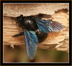 Holzbiene/Carpenter Bee, Algarve, Portugal