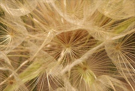 Anklicken zum Vergrern / Click for larger picture. Samen/Seeds 4.2005