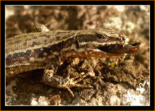 Eidechse/Lizard, Andorra