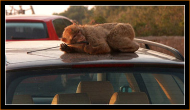 Berberaffe / Barbary Ape, Gibraltar