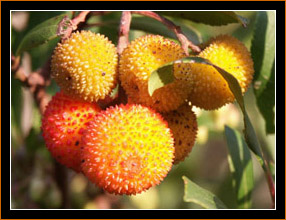 Maremma, Erdbeerbaum / Strawberry Tree