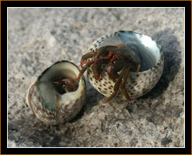 Cefalu, Sizilien, Einsiedlerkrebse / Cefalu, Sicily, Hermit Crabs