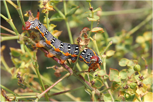 Anklicken zum Vergrern / Click for larger picture.