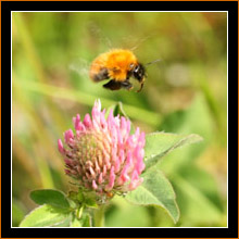 Bockspringende Hummel / Bumblebee leapfrog