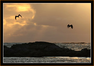 Seeadler und Mitternachtssonne / White-tailed eagles and midnight sun, Vesteralen