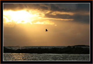 Seeadler und Mitternachtssonne / White-tailed eagles and midnight sun, Vesteralen