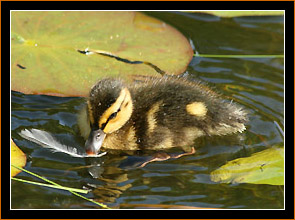 Entchen / Duckling, Maihaugen, Lillehammer