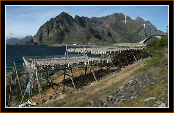 Kabeljau beim Trocknen / Drying Codfish, Henningsvaer, Lofoten