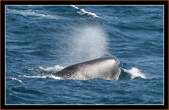 Pottwal / Sperm Whale, Vesteralen