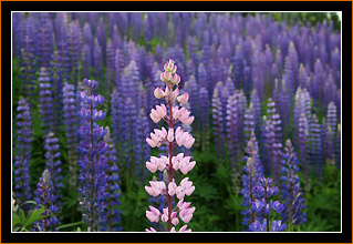 Lupinen / Lupins, Bei Mosjoen / Near Mosjoen