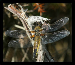 Vierfleck /Four Spotted Chaser, Valn,  Schweden / Sweden