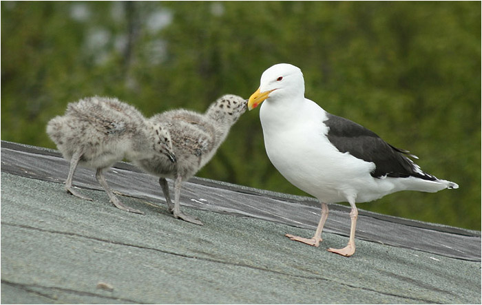 Vogelserie - Bild anklicken / Bird series - click picture