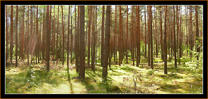 Augustow Urwald / Forest