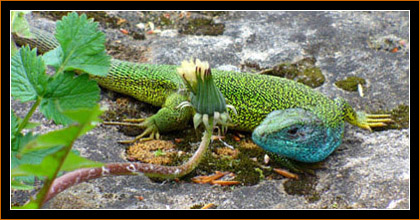 Costesti Cetatuie, Smaragdeidechse / European Green Lizard