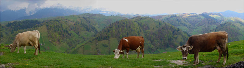 Anklicken zum Vergrößern / Click for larger picture. Kühe am/Cows at Rucar-Bran  Pass 5.2006