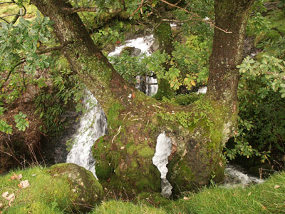 Tree 13.9.04 Lake District