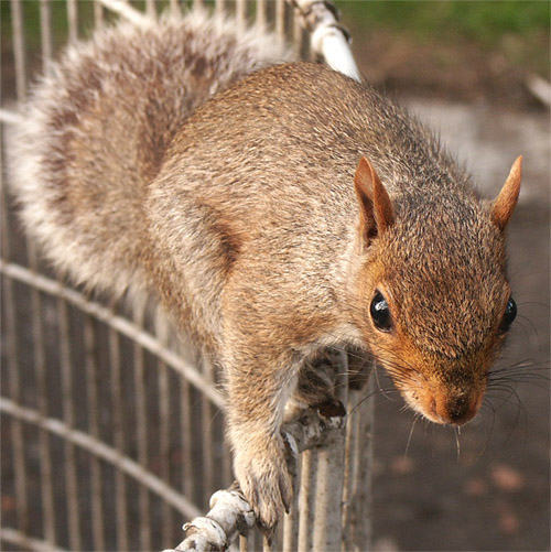 Squirrel 15.9.04 Edinburgh