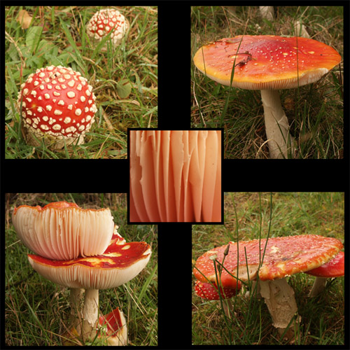 Fungi  near Kinlochewe Wester Ross  22.9.2004