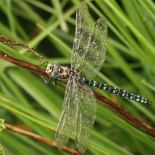 Anklicken zum Vergrößern / Click for larger scale picture. Hawker Dragonfly in Inverewe Gardens Wester Ross  22.9.2004