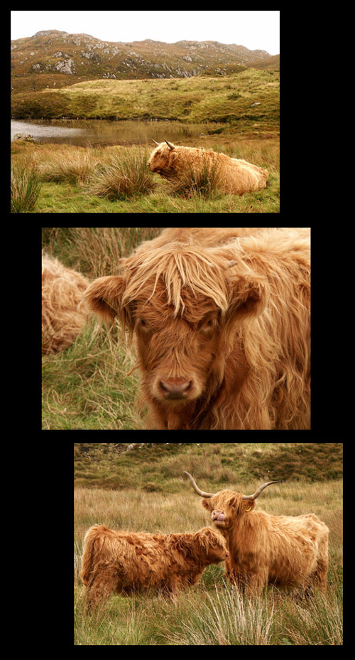 Highland cattle 27.9.04