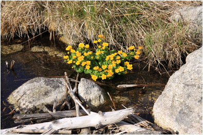 Butterblumen im Bach, Tatra / Marsh Marigolds in a stream. Tatra
