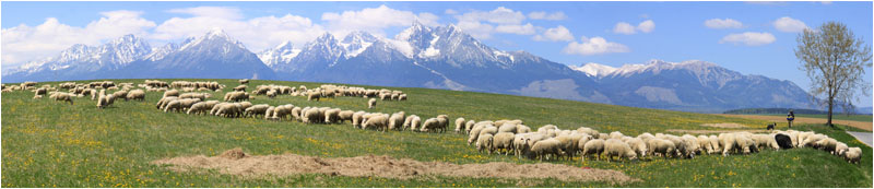 Schafherde bei Vrbov mit Blick auf die HoheTatra / Herd of sheep near Vrbov, with view of the High Tatras.