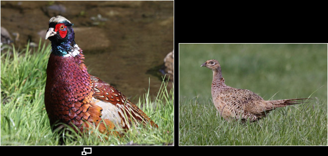 Fasan Weibchen / Female Pheasant